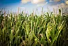 thumbnail: nrg-stock-image-corn.png